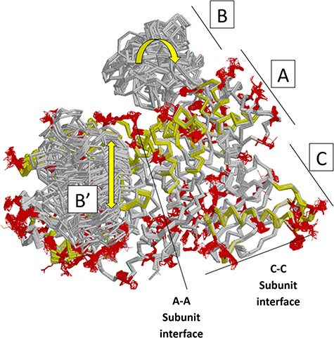 Locations of changes in the domains A and C were detected by comparing monomeric structures of rM1PYK. To highlight the many changes located at the A–A subunit interface, representative dimers were extracted and superimposed from each PDB; note that the perspective of the left-most monomer is looking down at the top of its B domain (B’). The other two monomers of the rM1PYK homotetramer are not shown. The locations of the largest backbone shifts are shown in light yellow (>3.3 Å; most >10 Å); and the locations of the largest side-chain differences are in dark red (>3.3 Å; most >10 Å). Since the entire B domains experience change (yellow arrows), they are not individually highlighted.