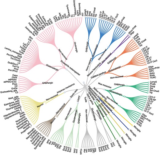 The major cell types and sub-cell types identified for each species.