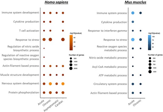GO biological process enrichment of genes and proteins deregulated in Homo sapiens and Mus musculus per disease stage.