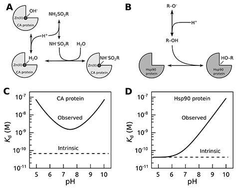 The concept of intrinsic binding parameters after accounting for ligand binding–linked protonation reactions. Upper panels show interactions occurring when carbonic anhydrase (CA; A) or Hsp90 (B) proteins bind sulfonamide or resorcinol-based ligands, respectively. The lower panels plot typical observed and intrinsic dissociation constants (affinities) as a function of pH. For the CA protein (C), it is usually impossible to find conditions where the observed and intrinsic values would coincide (17), while for Hsp90 ligands bearing the resorcinol group (D), the match was observed only at acidic pH (20, 21).