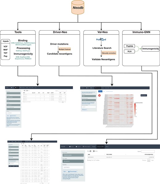 A comprehensive neoantigen database and discovery platform. An overview of the Neodb includes four modules: (i) the Tools module, which integrates the commonly used tools in the neoantigen prediction process; (ii) the Driver-Neo module, which includes the list of candidate neoantigens for common driver mutations predicted by combining multiple features; (iii) the Val-Neo module, which contains manually collected experimentally validated neoantigen peptide data; (iv) the Immuno-GNN model, which is a novel immunogenicity prediction tool.