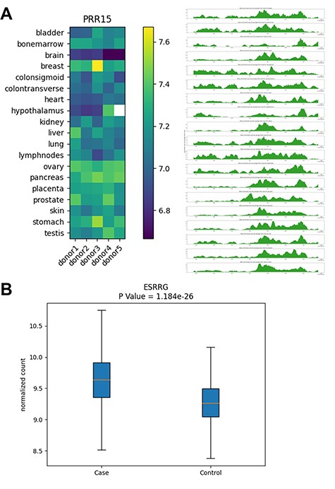 Examples of database outputs. Examples of database outputs are showcased for (A) Human Tissue Map: the PRR15 gene shows brain-specific 5hmC modification, compared with various tissue types and (B) Cancer Biomarker Discovery: the ESRRG gene shows higher 5hmC level in liver cancer patients relative to controls from a liver cancer study.