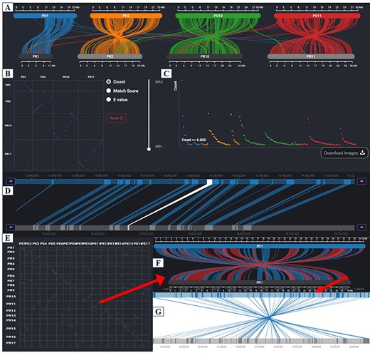 Synteny Browser page. (A) Macrosynteny visualization between the two pear variety genomes. (B) Dot plot corresponding to the macrosynteny visualization. (C) Distribution of the number of syntenic blocks with different lengths. (D) Microsynteny visualization of the target gene. (E) Dot plot of collinearity relationships of 17 chromosomes between ‘Dangshansuli’ and ‘Duli’. (F) Macrosynteny visualization of Chr11 between ‘Dangshansuli’ and ‘Duli’. (G) Microsynteny visualization of the selected syntenic block.