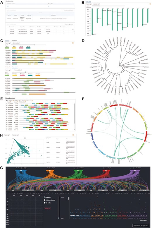 Downstream analysis modules at genome level. (A) Basic-info module. The top part indicates the number of family members in each species. The middle section gives information about the domains (if any) in the gene family. The bottom part lists the specific information about the family members. (B) Chromosome Location module with members on each chromosome. (C) Gene-Structure module with visualized structures on gene and domains on protein. (D) Tree module with phylogenetic tree. (E) Motif module with motif locations. (F) Collinerity module with visualized collinerity gene on circle diagram. (G) Sythi module with parallel link plot and dot plot of collinerity gene plot. (H) KaKs module, scatterplot on the left and search table on the right.