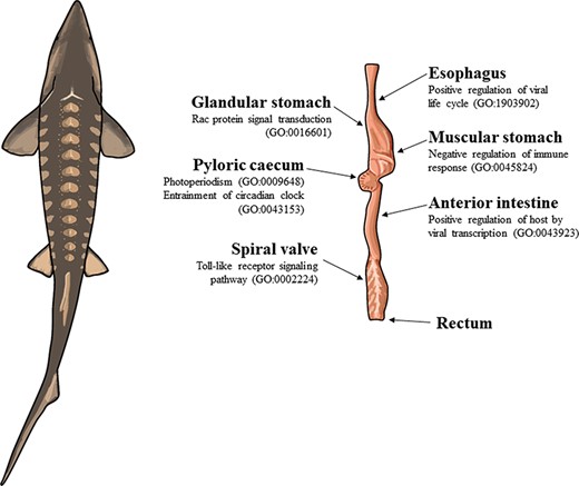 The illustration of a lake sturgeon (Acipenser fulvescens) and the gut tissues used for transcriptome assemblies in the present study. Beneath most gut tissues are representative, significant (q < 0.05), GO terms unique to the tissue identified with enrichR. The GO terms present in the esophagus, glandular stomach, muscular stomach, anterior intestine and spiral valve represent possible innate immune system processes specific to each gut tissue in the present transcriptomes. The GO terms present in the pyloric cecum were processes related to circadian rhythms, unique to the tissue among the transcriptomes analyzed.