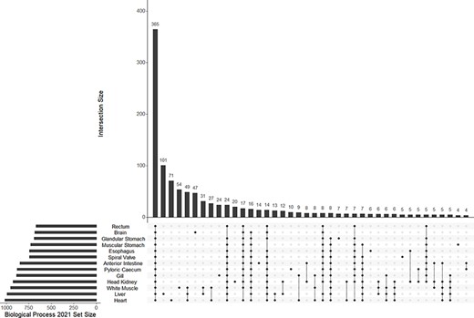 The UpSet plot of shared and unique GO terms from each of 13 tissue-specific transcriptomes of the lake sturgeon (Acipenser fulvescens). The GO terms presented here are from the Biological Process 2021 database, significant at q < 0.05. The R package UpSetR was used to visualize these data.
