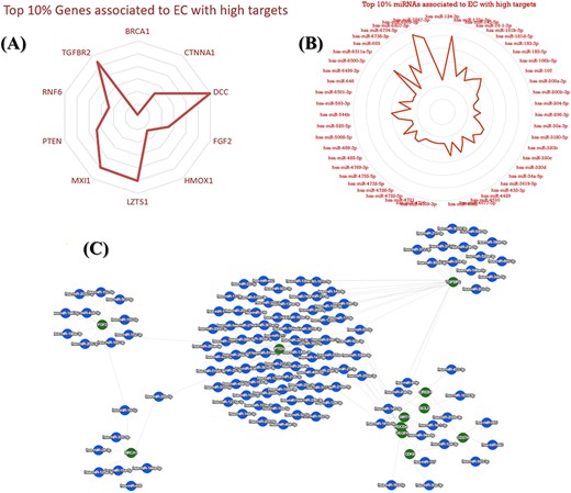 An illustration of top key mRNA and miRNA targets associated with EC. (A) The top 10% identified genes associated with EC. (B) The top 10% identified miRNAs associated with EC. (C) A network that visualizes the top connections and associations between mRNA and miRNAs, highlighting the most significant interactions among them.