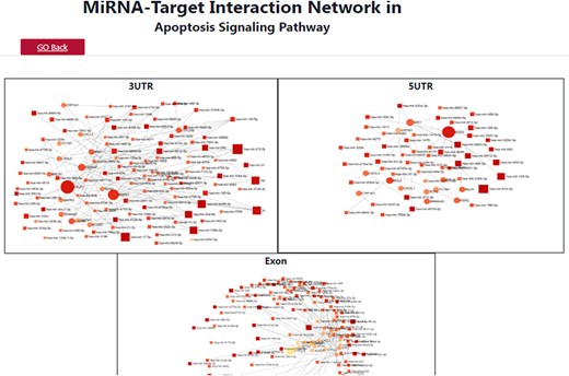 A depiction of the search results for the apoptosis signaling pathway, showcasing the target miRNA–mRNA network.