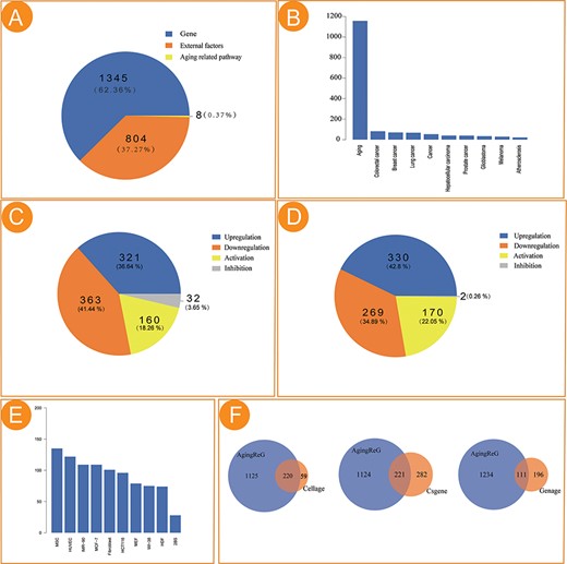 Statistical analysis of the aging factors in AgingReG. (A) The number of aging factors in AgingReG. (B) The distribution of the pathological phenotypes associated with aging factors in AgingReG. The top 10 extensively studied pathological phenotypes recorded in AgingReG. (C) The number of aging gene–related regulatory relationship entries. (D) The number of external factor–related regulatory relationship entries. (E) The top 10 frequently studied cells in aging research in AgingReG. (F) The comparison between AgingReG and Cellage, between AgingReG and CSGene and between AgingReG and GenAge and the number of overlapping data points.