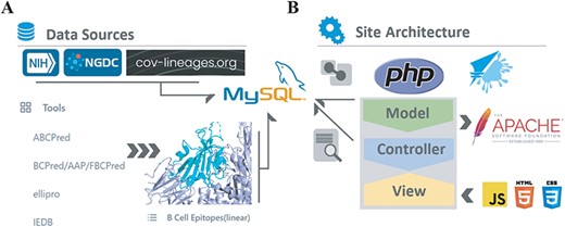 System architecture. (A) B-cell epitopes predicted by ABCPred, BCPred, AAP, FBCPred, ellipro and IEDB. Spike protein variants and lineages data form NIH, NGDC and cov-lineages, all stored in MySQL server. (B) Using MVC framework to fetch data items.