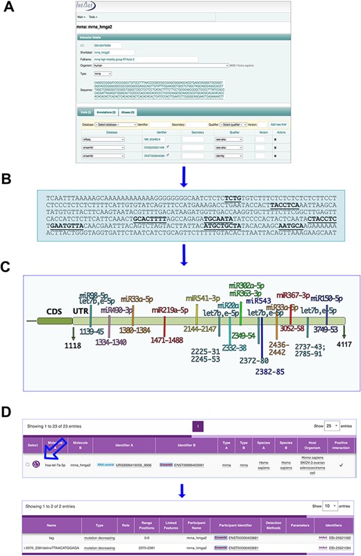 MicroRNA binding sites on mRNA_hmga2 entry. (A) and (B) The annotation process. (A) mRNA_hmga2 entry in IntAct is annotated with the sequence and ID of the main transcript of the gene (identified by GIFT), together with the Ensembl gene ID and a RefSeq. (B) Mutations affecting the interactions are mapped on the transcript sequence. (C) Hmga2-3ʹUTR regions identified as necessary for the microRNA binding. (D) The interaction viewer in the webpage: the arrow indicates the lens to select to see the features.