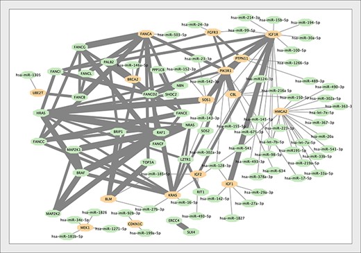 The interaction network of the genes associated with Growth Failure in Early Childhood (GFEC). Interactions within proteins associated with GFEC merged into the microRNA–mRNA network. Proteins regulated by microRNAs are indicated. The thickness of the edge between proteins is proportional to the MI score (i.e. reliability) of the interaction (24).