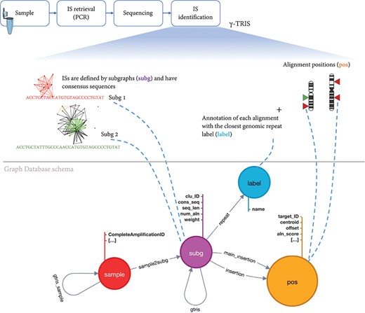 Schema of the graph database archiving clonal data obtained from ISs using γ-TRIS. A node subg represents a subgraph and collects information about a source IS and the consensus sequence. One sample node is connected to many subg nodes, while a subg node is linked to one and only one sample. Subgraph annotations/labels are represented by label nodes, as well as the genomic loci of the ISs on the reference genome are represented by pos nodes. The relationship connecting a subg and a label is called repeat, while the link between a subg and a pos is called insertion. This information is all included in the files representing the input of the tracking step. On the other hand, γ-TRIS links are computed during the tracking step using the rules described in ‘Data description’ section and incrementally, i.e. new gtris links are computed and added only when a new sample is inserted in the database. These links represent the novel approach for speeding up and scaling the tracking step analysis.