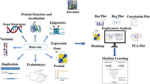 Module description: The MFS consists of three main modules: Features, Downstream Analysis, and Modeling. We assembled the omics features associated with each gene model in Zea mays (B73v5) based on various sources as indicated by the ‘Data sets’ arrows of the figure. Many preliminary and advanced exploratory analyses can be performed on the generated features as indicated by the ‘Exploratory analysis’ module of the figure. Systematic evaluation of machine learning (ML) approaches is used in the Modeling section to solve complex biological problems, such as pan-genome prediction. The Graphical Overview was created using BioRender.com.