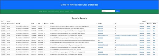 Search result for the search term ‘auxin’. Searching the relational database for any auxin-related genes yielded 338 possible hits. Links to InterPro, Gene Ontology, Gene sequence, JBrowse2 and Blast results are provided in the subsequent columns.