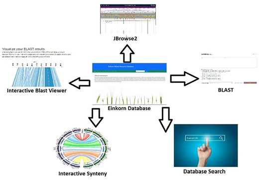 Interactive tools such as JBrowse2, BLAST database search, database search and synteny have been incorporated within the Einkorn database.