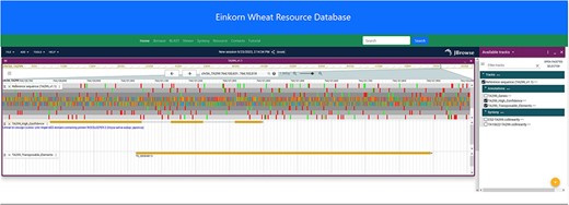 JBrowse2 Linear genome viewer page showing T. monococcum TA299 assembly, a gene structure, and a transposable element. Users can scroll through the genome and can see available tracks from the panel on the right.