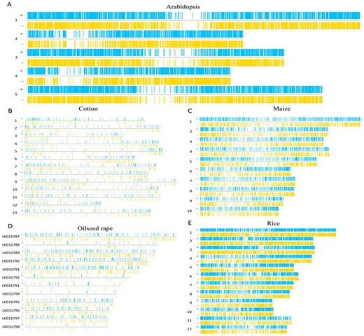 The region of functional elements in introns. (A) The functional elements of Arabidopsis introns are distributed on its chromosomes. (B) The functional elements of cotton introns are distributed on its chromosomes. (C) The functional elements of maize introns are distributed on its chromosomes. (D) The functional elements of oilseed rape introns are distributed on its chromosomes. (E) The functional elements of rice introns are distributed on its chromosomes.