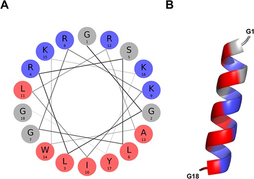 α-helical conformation of the food-derived bioactive BMAP-28 peptide (ASYNP110). (A) Helical wheel visualization of BMAP-28, which holds the highest amphipathicity of all peptides collected in the database (hydrophobic and cationic residues in red and dark blue, respectively). (B) Predicted α-helical conformation obtained for BMAP-28 (AlphaFold).