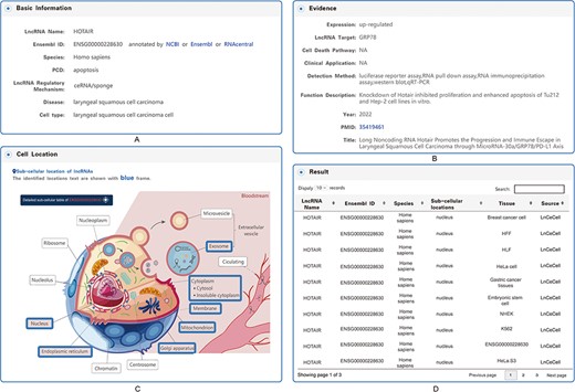 Detailed information for each entry. (A) Basic information on the associations between lncRNA-mediated PCD and diseases. (B) Evidence of the associations between lncRNA-mediated PCD and diseases. (C) Subcellular locations of lncRNAs. (D) Table of the detailed information on subcellular locations.