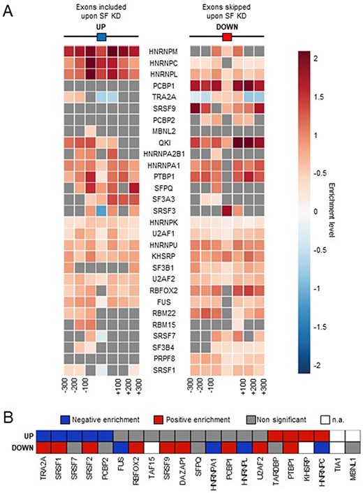Comparison with SF binding sites. (A) Enrichment of SF binding sites (based on CLIP-seq data) at exons that are up- or down-regulated by the corresponding factor and in their flanking regions. Each square on both sides of the exon represents a 100 nucleotide window upstream and upstream of the exon. (B) Enrichment of SF-specific binding sequences at exons (±200 nucleotides) that are up- or down-regulated by the corresponding factor. Not applicable (n.a.): less than 100 exons were identified by FaRLine as more included or excluded upon knockdown of the corresponding SF.