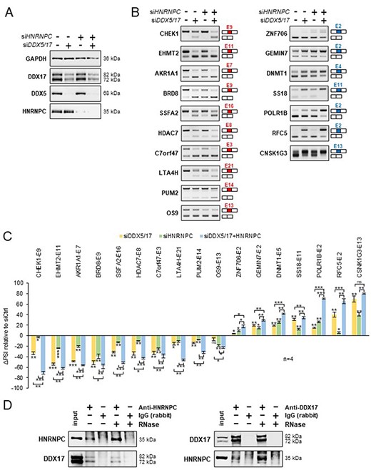 Validation of a functional relationship between DDX5/DDX17 and HNRNPC. (A) Western blot showing the expression of DDX5, DDX17 and HNRNPC following the treatment with siRNA targeted against luciferase (negative control), DDX5/DDX17 and HNRNPC. Quantification of this experiment is shown in Supplementary Figure S7A. (B) RT-PCR analysis showing the inclusion of a selection of alternative exons after the depletion of DDX5/DDX17 and/or HNRNPC in 293T cells. The corresponding gene and exon number (according to FasterDB annotation) are indicated. Exons down-regulated and up-regulated upon SF knockdown are shown in the left and right column, respectively. (C) Quantification of the RT-PCR experiment. The indicated ΔPSI values correspond to the difference between the PSI value of each depleted sample and the control sample. The statistical comparison between each condition (including the unshown control condition) was calculated using a one-way analysis of variance (ANOVA) (Holm–Sidak’s multiple comparison tests: *P < 0.05, **P < 0.01, ***P < 0.001). (D) Co-immunoprecipitation assays between endogenous HNRNPC and DDX17 in 293T cells, in the absence of presence of RNase A.
