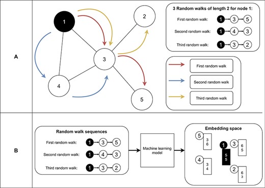Example of random walks on a graph (A) and the transformation into node embeddings (B). In (A), three random walks with length two are sampled from node 1 to receive node sequences as a result. These node sequences represent the neighborhood of node 1. Then, we aim to find node embeddings such that nodes that co-occur often on random walks are embedded closer to each other (B). Note that the sequences generated from the random walks and the numbers for representing the final node embeddings are fictitious to make the embedding generation clearer.