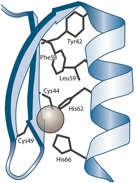 Three-dimensional representation of the Zinc finger pattern (20). Alt Text: A Zinc finger pattern.