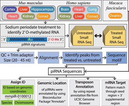 The top panel indicates the tissues from M. musculus, M. fascicularis and H. sapiens included within piOxi DB that were subjected to sodium periodate treatment. The second panel demonstrates that small RNA sequencing of the M. musculus and H. sapiens tissues was analyzed by comparing periodate-treated versus untreated samples. The third panel specifies how the data were processed using adapter trimming, alignment to the respective genome, identification of piRNA peaks between treated and untreated samples and determination of piRNA sequence motifs. The fourth panel designates the criteria used for piRNA identification assignment used for sequences and for genomic location, transposon annotation and mRNA targets used for annotations.