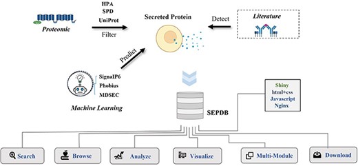 Flowchart of SEPDB construction. SEPDB collects and processes relevant protein data from several databases and manually adds literature data from serum, exosomes and tissue culture to predict large-scale amino acid sequences. These data are used to implement complex web interfaces.