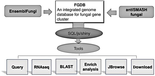 FGCD database structure and function It includes the composition of the database as well as the data sources and functions provided.