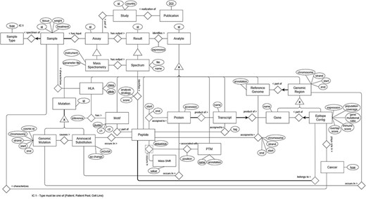ER model representing the data from the immunopeptidomics domain.
