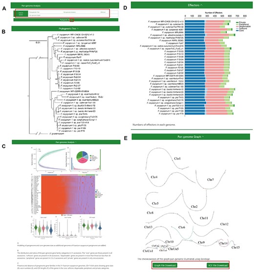 The Pangenome Analysis section under the Pangenome module. (A) Quick access links. (B) Maximum-likelihood tree using single-copy orthologous protein sequences in 35 Fusarium oxysporum genomes. Fusarium graminearum was used as an outgroup. (C) (Top left) Modeling of pangenome and core-genome sizes as additional genomes of F. oxysporum pangenome are added. (Top right) The distribution and ratios of the pangenome gene family categories in 35 accessions. The ‘core’ genes are those present in all accessions, ‘softcore’ genes are present in 34 accessions, ‘dispensable’ genes are present in more than 3 but less than 34 accessions, ‘peripheral’ genes are present in 2 to 3 accessions and ‘private’ genes are present in only 1 accession. (Center) Presence and absence of pangenome gene families in the 35 F. oxysporum genomes. (Bottom) Violin plots showing gene sizes (left), exon numbers (middle) and CDS lengths (right) of the genes in the core, soft-core, dispensable, peripheral and private categories. (D) Numbers of effectors in each genome. (E) Visualization of the chromosomes in the graph genome with Bandage.