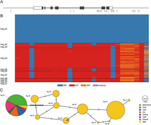 Genetic diversity in the lettuce KN1 gene. (A) Gene structure of Lsat_1_v5_gn_7_15020 that encodes the KN1 transcription factor. Black bars denote coding regions, and white bars represent 5ʹ- and 3ʹ-untranslated regions. Gray arrows indicate SNPs in their genic and flanking regions. (B) Genotypes of 28 SNPs in the genic and flanking regions in 332 cultivated and wild accessions (C) A median-joining haplotype network.