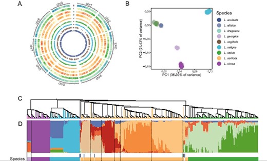 Variant calling and population structure of the sequenced Lactuca accessions. (A) The distribution of genomic features and variant density based on the new v11 genome assembly. The Circos plot shows from the outmost gene density (I), GC content (II), SNP count (III), indel count (IV), nucleotide diversity in L. serriola (V), nucleotide diversity in L. sativa (VI), fixation index between L. serriola and L. sativa (VII) calculated in 1-Mb sliding windows and selective sweeps (VIII) and newly assembled region in the v11 assembly (IX). (B) PCA of 440 Lactuca accessions. (C) A neighbor-joining tree. (D) Model-based clustering analysis with ancestry kinship of 10.