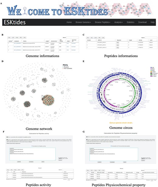 Overview of ESKtides. (A) Main functions of ESKtides, including the ‘Browse Genome’, ‘Browse Peptides’, ‘Analysis’, ‘Statistic’, ‘Download’ and ‘Help’ modules. (B) A table of queried strains or phages information in the ‘Browse Genome’ module. (C) A table of queried ESKAPE-derived peptides information in the ‘Browse Peptides’ module. (D) A graph of queried PGH distribution in the ‘Browse Genome’ module. (E) The annotation circos graph of queried strain. (F) Submit peptides sequences to score the bactericidal activity of the peptide. (G) Calculate peptides sequences physicochemical property.