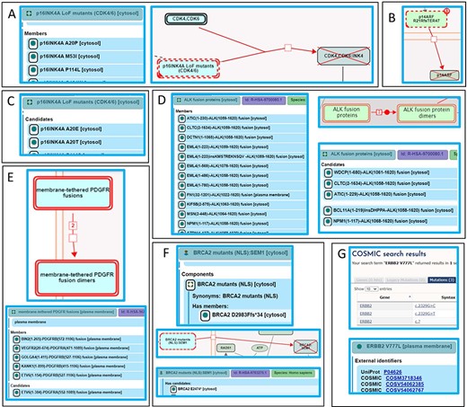 Alignment of Reactome disease variant annotations with ACMG/AMP-specified criteria. (A) PS3 variants are annotated as members of disease variant sets. Cancer variant p16INK4 A20P, unable to bind to and inhibit cyclin-dependent kinases CDK4 and CDK6, is annotated as a member of the ‘p16INK4A LoF mutants (CDK4/6)’ variant set (44). (B) PS3 variants are annotated as direct disease reaction participants. Cancer variant p14ARF R21Rfs*47 (p14ARF 60ins16) is unable to translocate to the nucleus (46). (C) PM5 variants are annotated as candidates of disease variant sets. Cancer variants p16INK4A A20E and p16INK4A A20T, sharing similarity with the functionally studied p16INK4A A20P, are candidates of the ‘p16INK4A LoF mutants (CDK4/6)’ variant set (44). (D) Extrapolation of PS3 and PM5 criteria to fusion variants. Functionally studied (PS3) cancer-associated fusions EML4(1–496)-ALK(1058–1620) and NPM1(1–117)-ALK(1058–1620) undergo ligand-independent dimerization and are annotated as direct members of the disease set ‘ALK fusion proteins’. Fusion proteins that have not been functionally characterized but are expected to behave in a similar manner based on conservation of functional domains in each fusion partner (PM5) are annotated as candidates of the ‘ALK fusion protein’ set (53). (E) Further extrapolation of PM5 criterion to fusion variants to include related family members. Fusion variant ETV6(1–154)-PDGFRB(527–1106), known to dimerize independently of ligand stimulation, is a member of the ‘membrane-tethered PDGFR fusions’ variant set, while the analogous, functionally uncharacterized fusion variant ETV6(1–384)-PDGFRA(552–1089), involving PDGFR family member PDGFRA, is a candidate (56). (F) Nonsense and frameshift variants not directly functionally studied that conform to both criteria PM1 and PM4 are annotated as candidates of disease variant sets. Cancer variant BRCA2 F2058Lfs*12 is cytosolic and, in accordance with PS3, annotated as a member of the variant set ‘BRCA2 mutants (NLS)’. Cancer variant BRCA2 E2474*, not functionally studied but similarly lacking the NLS, is annotated as a candidate (60). (G) Protein disease variants in Reactome cross-reference any PS1 disease DNA variants from relevant reference databases available at the time of annotation. Cancer variant ERBB2 V777L cross-references three applicable COSMIC records: COSV54062385, COSV54062767 and COSM3718346 (47).