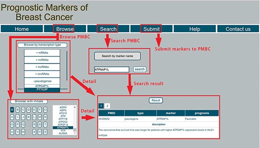A schematic workflow of PMBC.