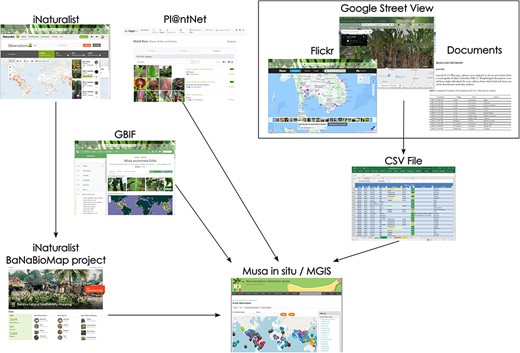Schematic process of data retrieval from various data sources toward curation and management in the MGIS