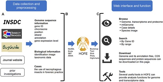 Schematic diagram of data processing for the HOFE. (A) Data collection and preprocessing. (B) Establishing data connections and implementing data indexing and storage using the MySQL database. (C) Outline of the web interface and function of HOFE.