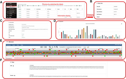 Data browsing of the HOFE. (A) Selected species with the following detailed genome information. (B) Basic information of the genome. (C) Annotation information of the genome. (D) Expression of the gene. (E) Visual genome browser and coding genes of the genome. (F) Download of CDS sequence and protein sequence.