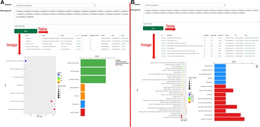 ‘KEGG Enrichment’ and ‘Go Enrichment’. (A) Gene function annotation analysis and enrichment analysis on KEGG. (B) Gene function annotation analysis and enrichment analysis on GO.