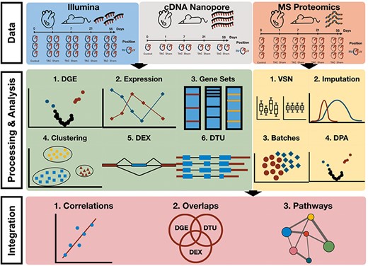Workflow of multi-omics data analysis in TAC mouse model. Data consist of Illumina and Nanopore cDNA transcriptomics of TAC, Sham and Control (RV and LV) as well as mass spectrometry proteomics (LV only) at time points 0, Day 1, Day 7, Day 21 and Day 56. Differential gene/transcript/exon expression/usage analyses were performed over the transcriptomics data along with enrichment and clustering analyses. Differential protein abundances were estimated from raw mass spectrometry proteomics upon processing of the data (normalization, imputation, batch effect correction) and enrichment analyses were performed. Cross-omics integration of transcriptomics and proteomics allowed for a comparison between the two data modalities.