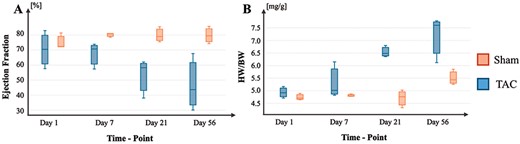 HF progression in the described TAC mouse model. (A) Progression of EF changes across time in TAC and Sham conditions. (B) Progression of HW/BW ratios across time in TAC and Sham conditions.