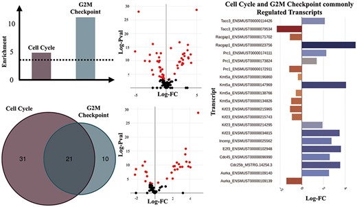 Transcripts of genes involved in ‘Cell Cycle’ and ‘G2M Checkpoint’ gene sets. (A) Enrichment scores of the ‘Cell Cycle’ and ‘G2M Checkpoint’ gene sets estimated as -Log (natural logarithm) enrichment of P-value significance scores (in dashed lines is shown the significance threshold—adjusted P = 0.05). (B) Counts of significantly regulated transcripts of genes involved in the two gene sets. (C) Volcano plot of the DTU analysis for cell cycle (top) and G2M checkpoint (bottom). Significantly regulated transcripts, are considered those with adjusted P ≤ 0.05). (D) Significantly regulated transcripts (adjusted P-value ≤ 0.05) that are members of both the ‘Cell Cycle’ and ‘G2M Checkpoint’ gene sets.