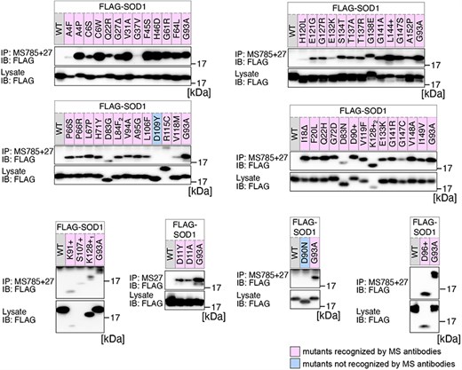 Analysis of the structural changes in 56 variants of SOD1. HEK293 cells were transfected with various FLAG-SOD1 mutants. Lysates from the transfected cells were analyzed by IP and immunoblotting (IB) with the indicated antibodies. +, insertion; ∆, deletion; L84F2, L84(TTG) to F(TTT); K128+1, c.383_384insACCC; K128+2, c.384_385insTGGG.