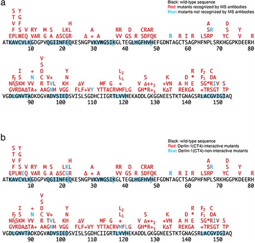 Schematic diagrams of the 188 SOD1 mutants. +, insertion; ∆, deletion; *, nonsense mutation; arrows, the beta-strands. L84F1, L84(TTG) to F(TTC); L84F2, L84(TTG) to F(TTT); K128+1, c.383_384insACCC; K128+2, c.384_385insTGGG; V118L1, V118(GTG) to L(CTG); V118L2, V118(GTG) to L(TTG); L144F1, L144(TTG) to F(TTC); L144F2, L144(TTG) to F(TTT). (a) Conformational alterlation in SOD1 mutants. (b) SOD1 mutants-Derlin-1(CT4) interaction.