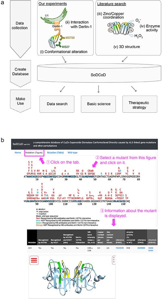 Screenshots of the SoDCoD web page. (a) A database schema. (b) An example usage of the database. By clicking on a mutation in the image, the results of the biochemical analysis are displayed in the table.
