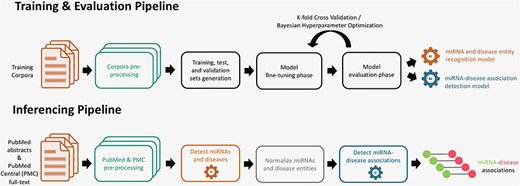 Training, evaluation, and inferencing pipelines for extraction of miRNA and disease entities (NER) and their associations (RE).