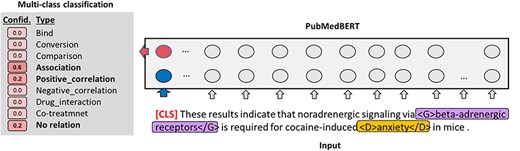 PubMedBERT model illustration of the formulation of the relation extraction task.